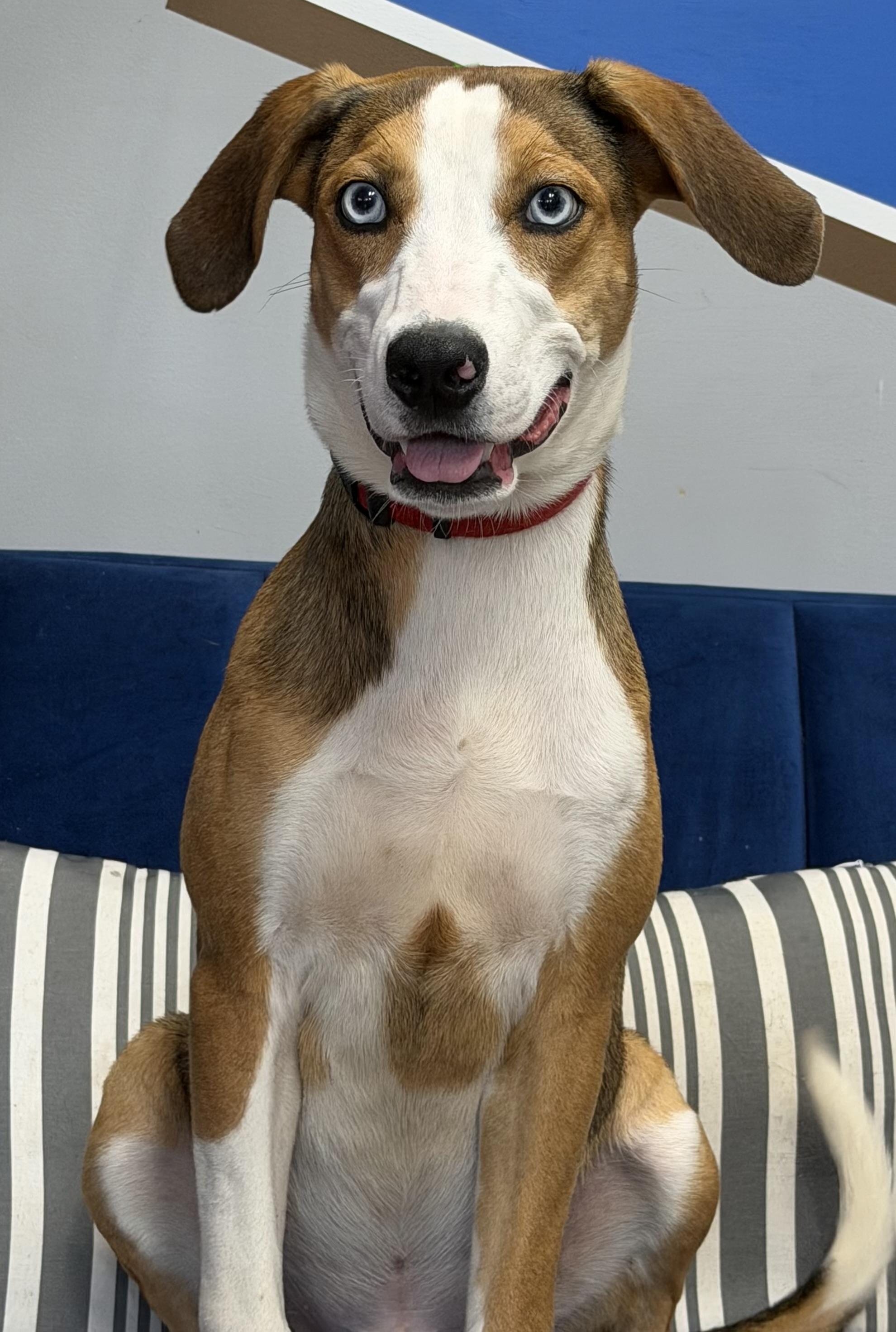 Enlarge Twix, a Adoptable mixed breed in Owensboro, KY image 1/4
