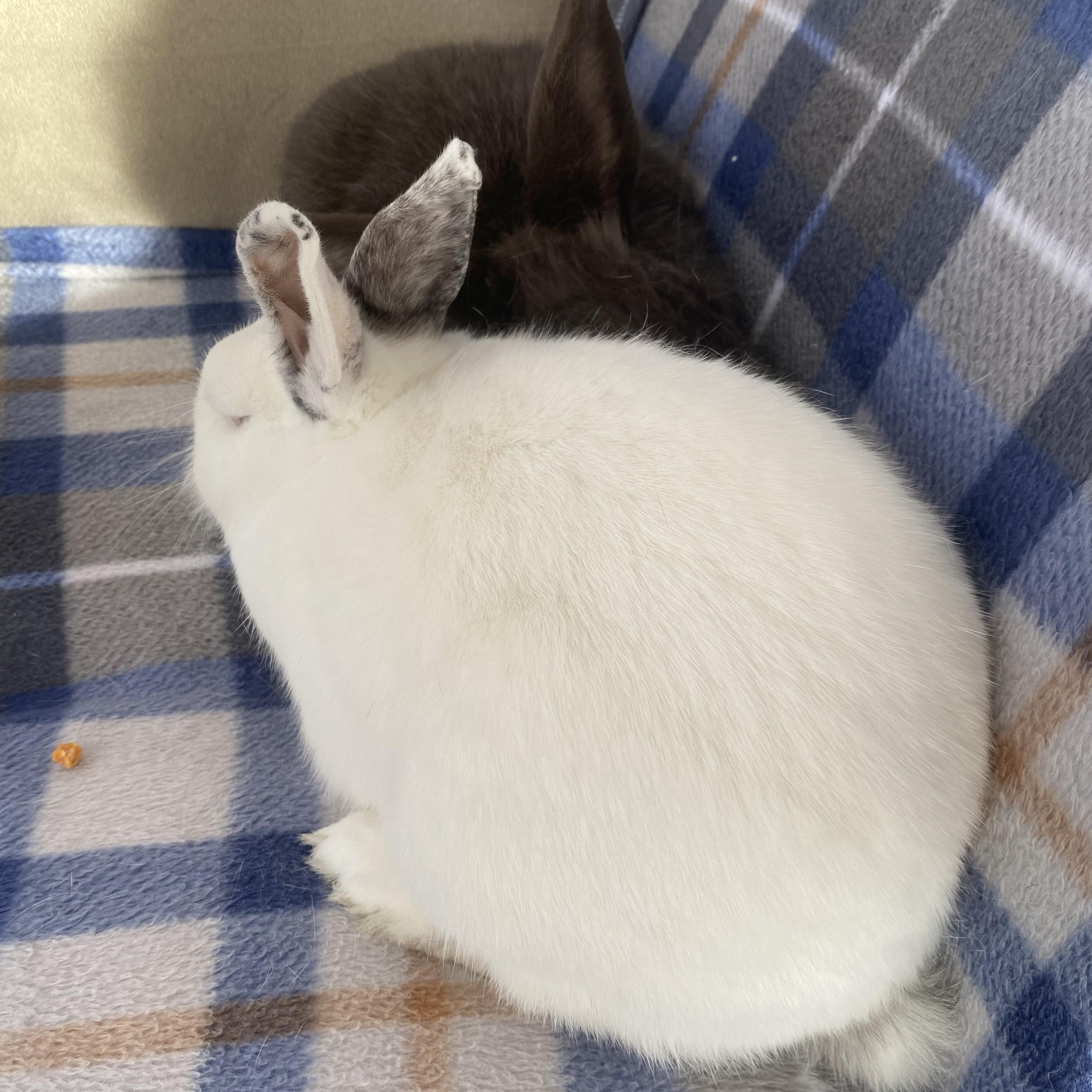 Enlarge Lupin (bonded with Grove), a Adoptable mixed breed in Westbrook, ME image 4/6