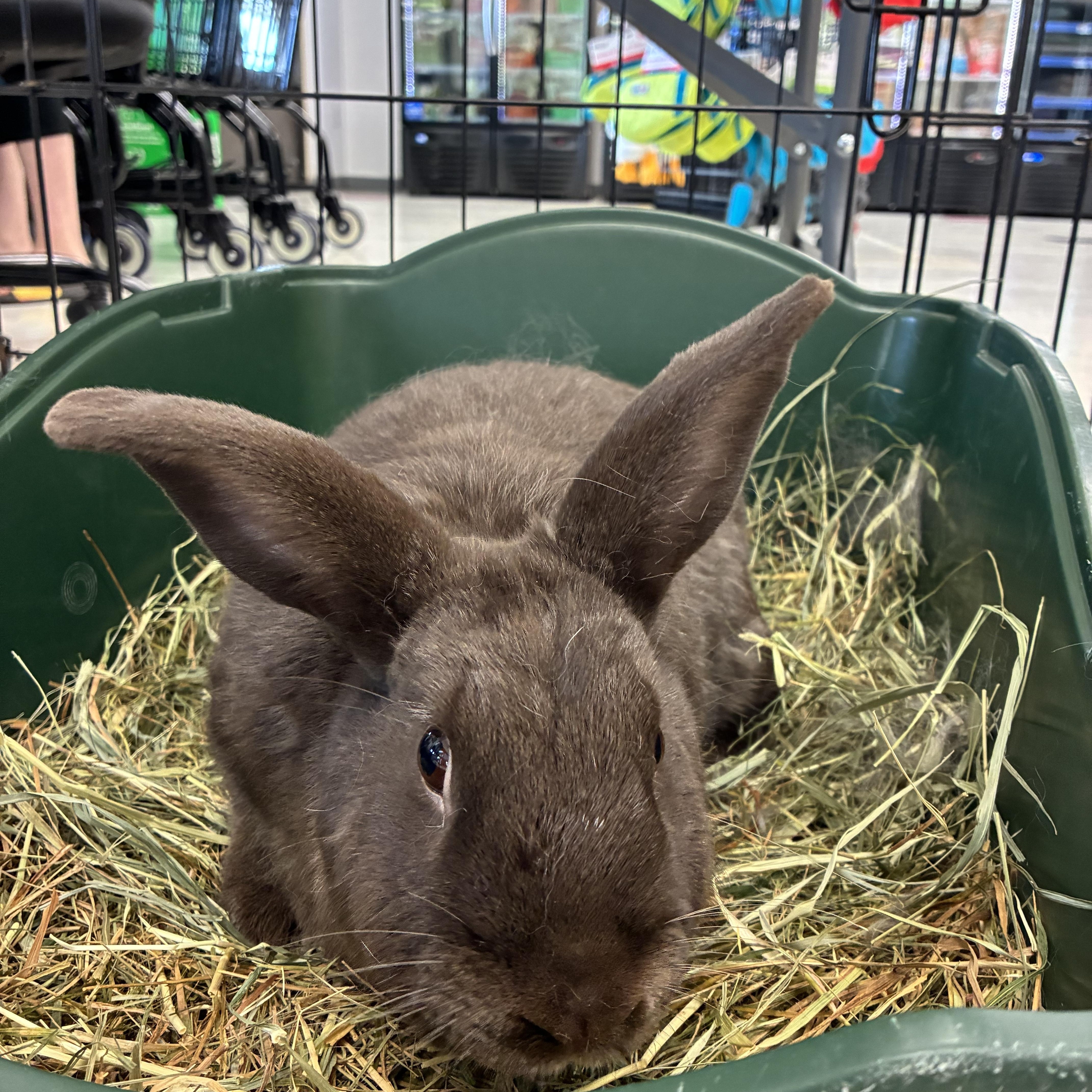 Enlarge Lupin (bonded with Grove), a Adoptable mixed breed in Westbrook, ME image 1/6