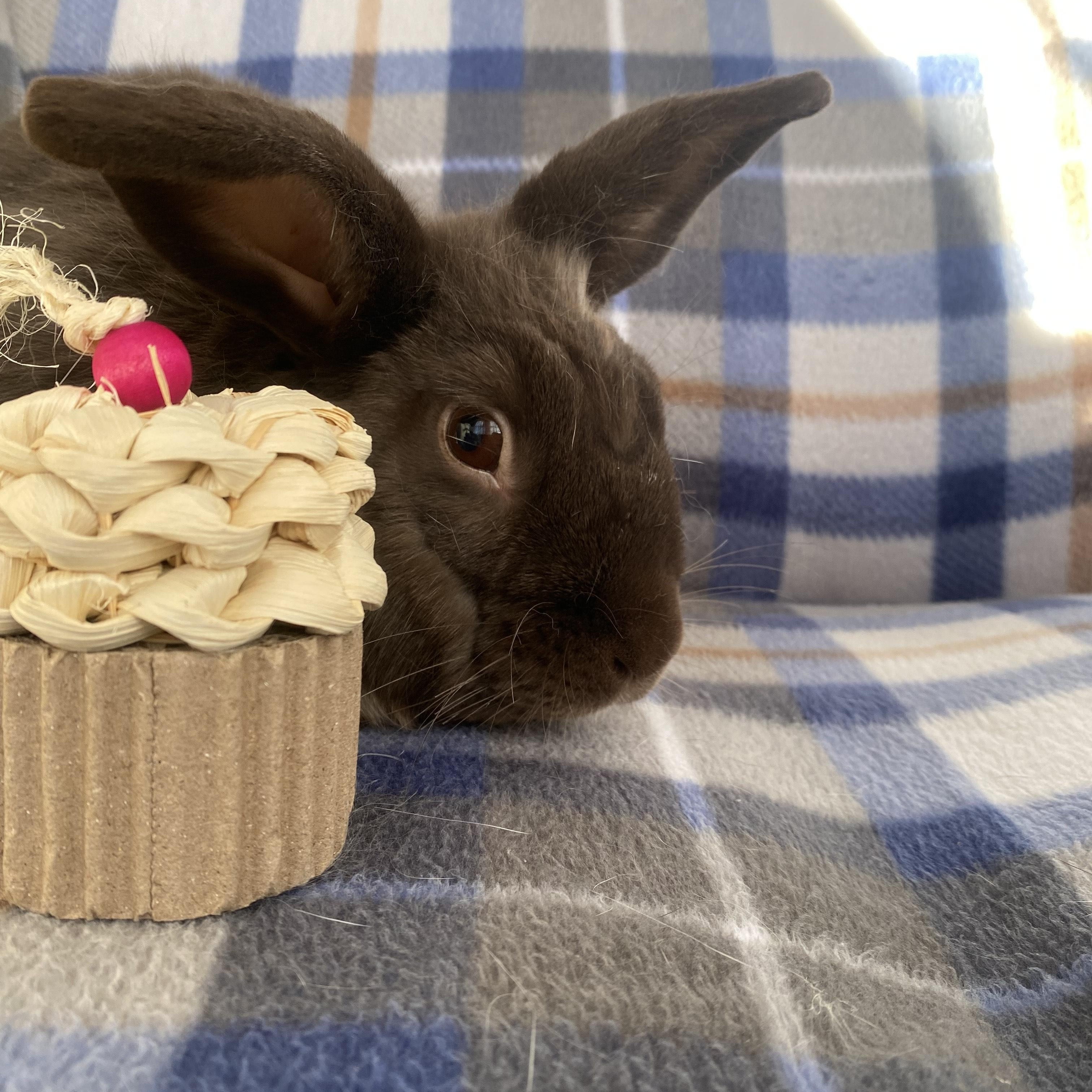 Enlarge Lupin (bonded with Grove), a Adoptable mixed breed in Westbrook, ME image 3/6