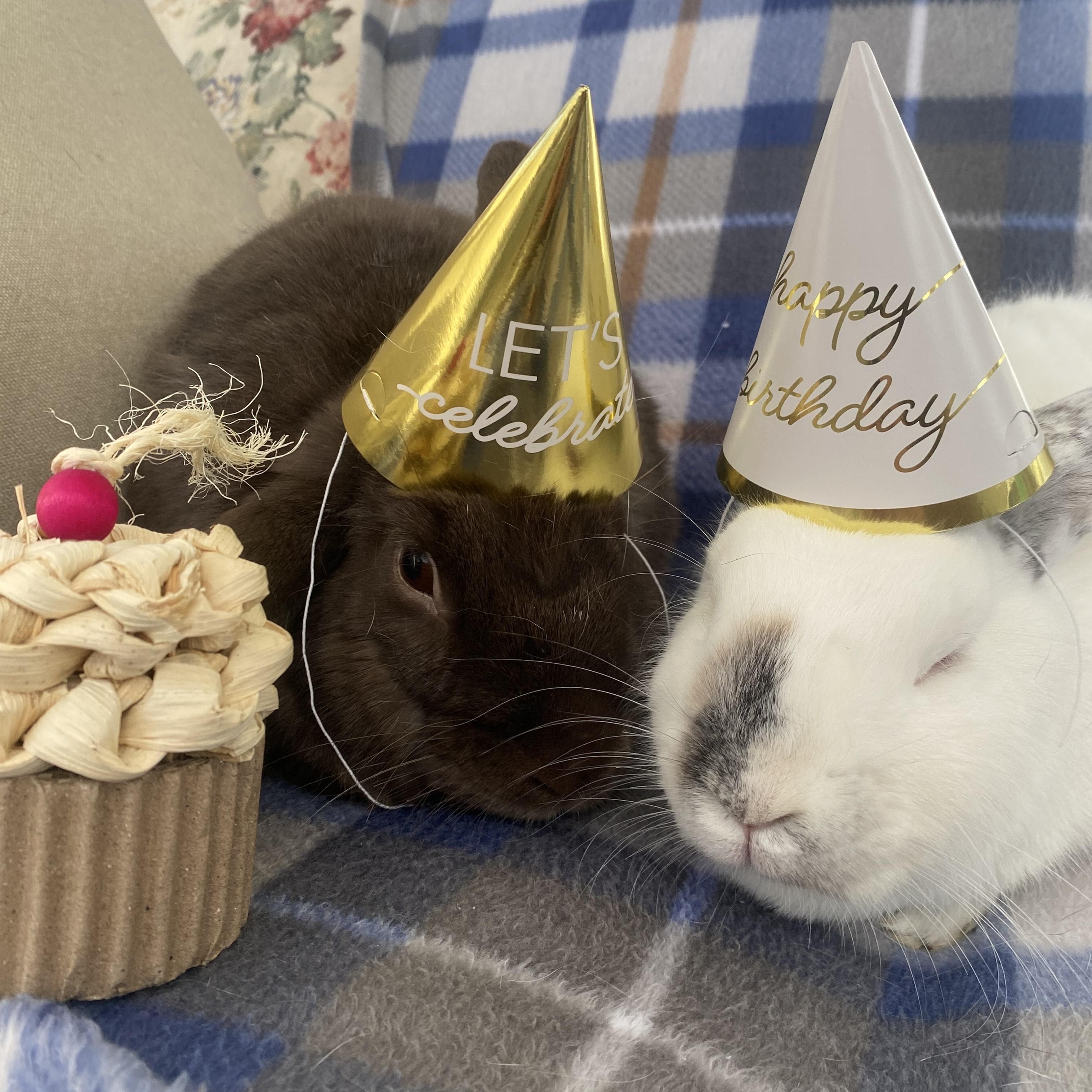 Enlarge Lupin (bonded with Grove), a Adoptable mixed breed in Westbrook, ME image 6/6