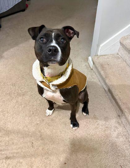 K Roger, Adoptable, Adult Female Mixed Breed & Mixed Breed.