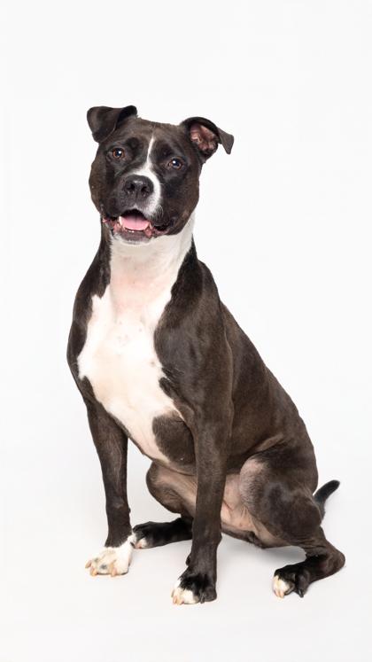 Enlarge K Roger, a Adoptable Mixed Breed in Atlanta, GA image 1/3
