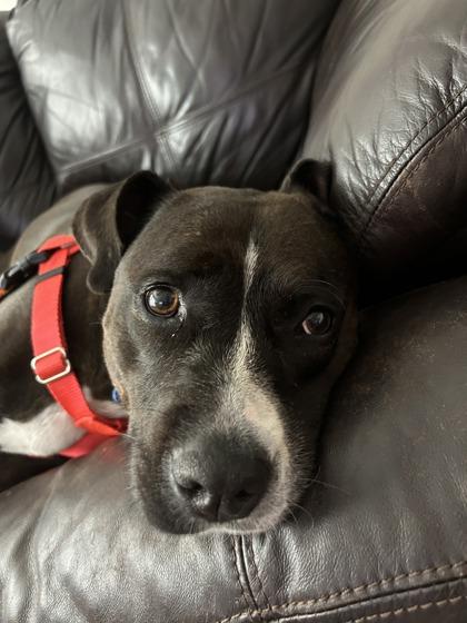 Enlarge K Roger, a Adoptable Mixed Breed in Atlanta, GA image 2/3