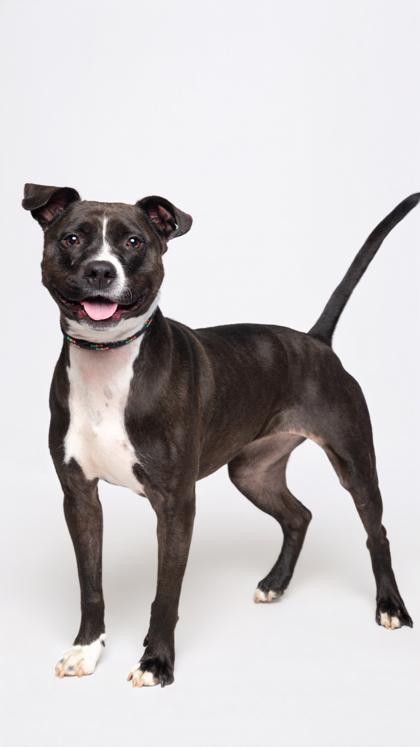 Enlarge K Roger, a Adoptable Mixed Breed in Atlanta, GA image 3/3