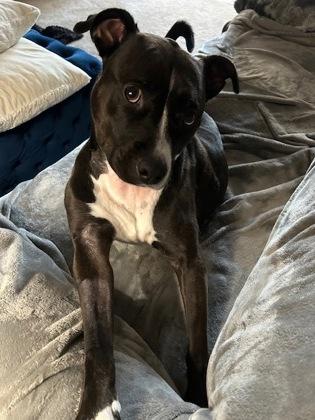 Enlarge K Roger (Foster), a Adoptable Mixed Breed in Atlanta, GA image 2/3