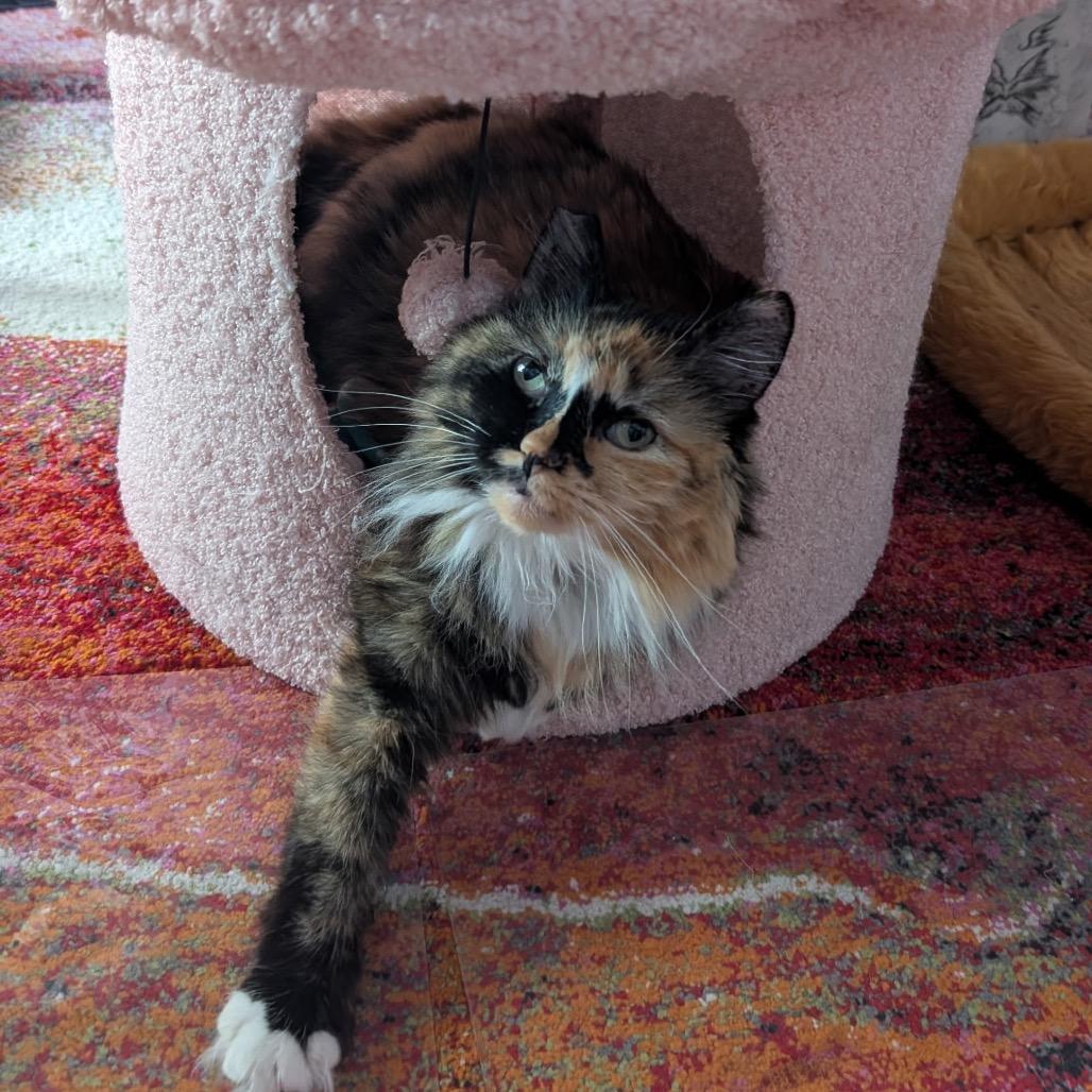 Enlarge Lady, a Adoptable Domestic Long Hair in Los Angeles, CA image 1/6