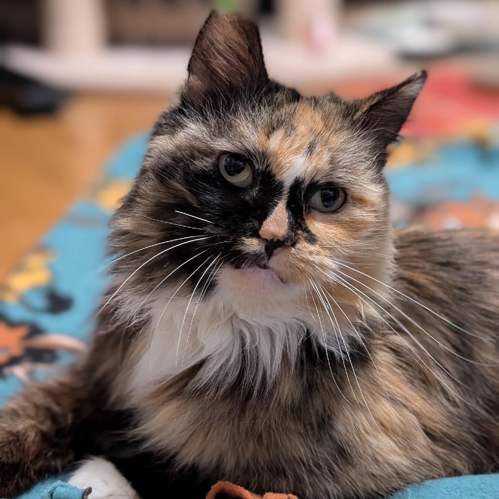 Lady, Adoptable, Adult Female Domestic Long Hair.