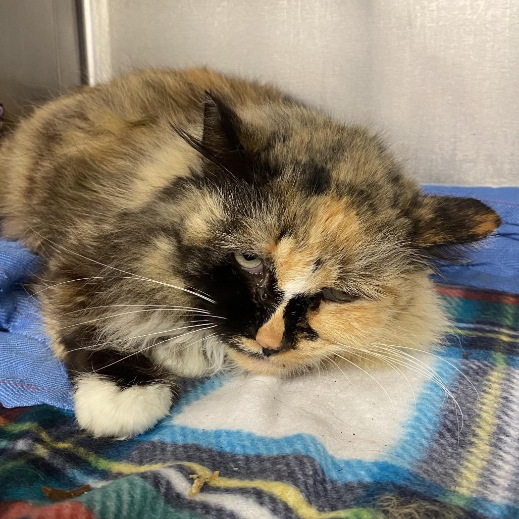 Enlarge Lady, a Adoptable Domestic Long Hair in Los Angeles, CA image 2/6