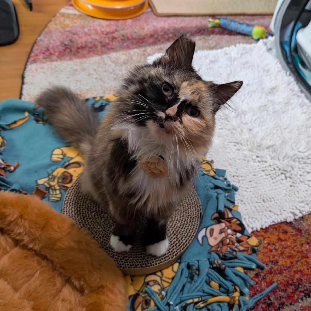 Enlarge Lady, a Adoptable Domestic Long Hair in Los Angeles, CA image 3/6