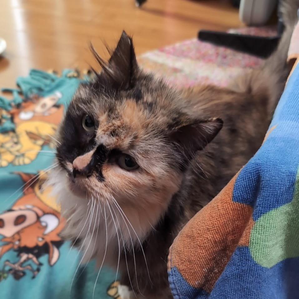 Enlarge Lady, a Adoptable Domestic Long Hair in Los Angeles, CA image 4/6