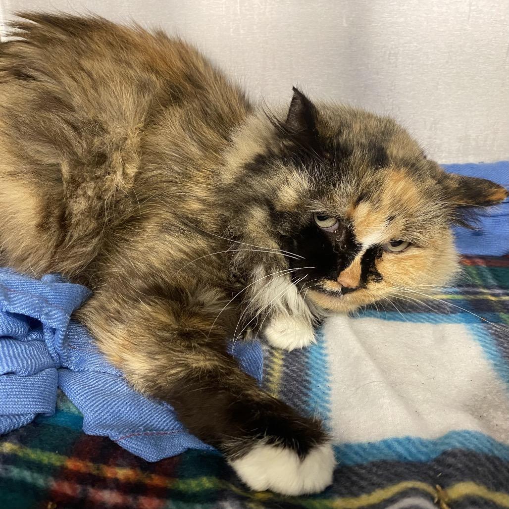 Enlarge Lady, a Adoptable Domestic Long Hair in Los Angeles, CA image 5/6