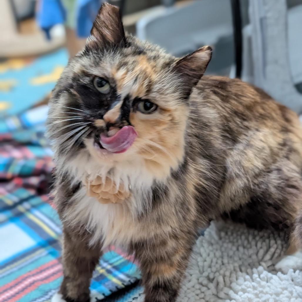 Enlarge Lady, a Adoptable Domestic Long Hair in Los Angeles, CA image 6/6