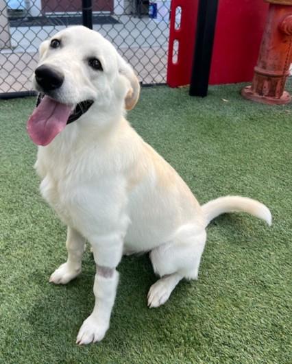 Enlarge TONY, a Adoptable mixed breed in Norco, CA image 1/1