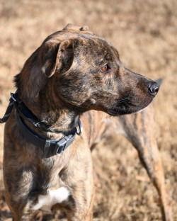 DA 18 Duke, Adoptable, Adult Male Plott Hound & Shepherd.