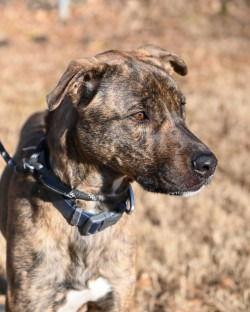 Enlarge DA 18 Duke, a Adoptable mixed breed in Glen Allen, VA image 2/3
