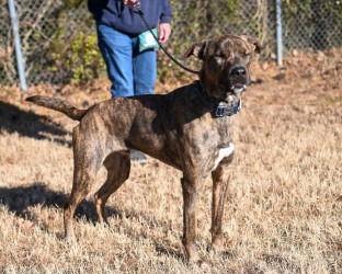 Enlarge DA 18 Duke, a Adoptable mixed breed in Glen Allen, VA image 3/3