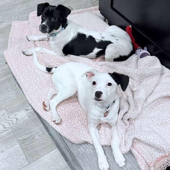 Enlarge TIA, a Adoptable Terrier in Atco, NJ image 1/6