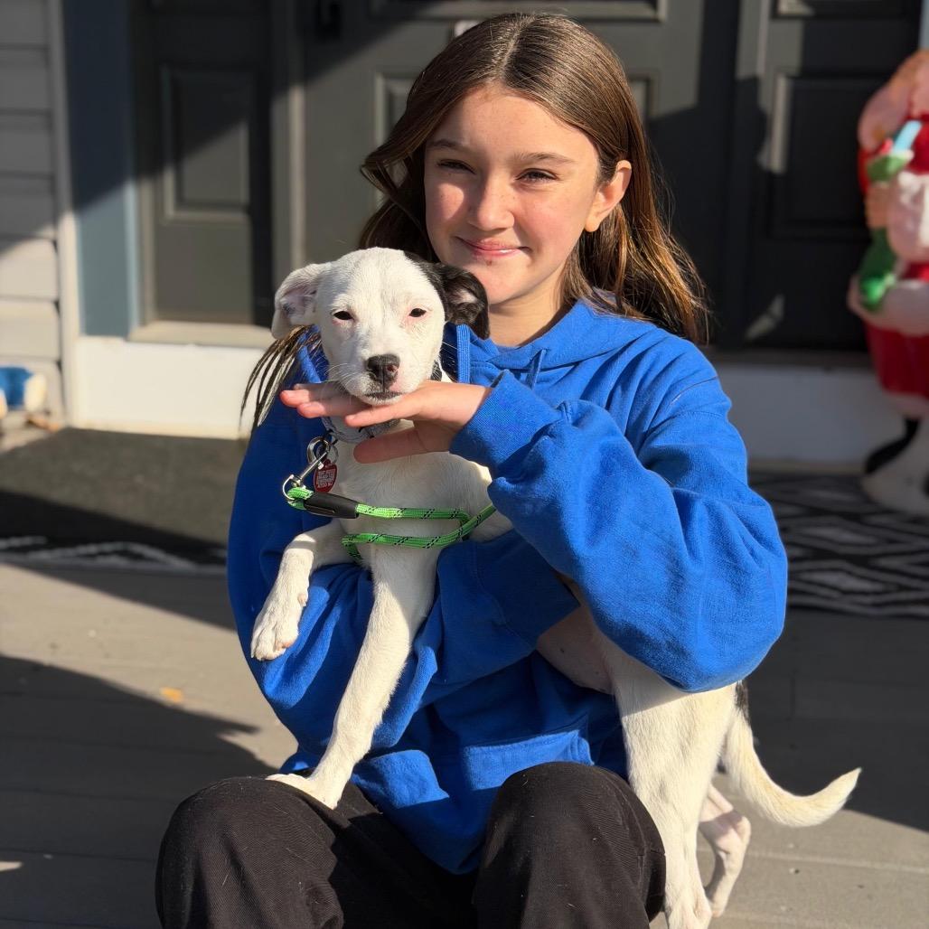 Enlarge TIA, a Adoptable Terrier in Atco, NJ image 3/6