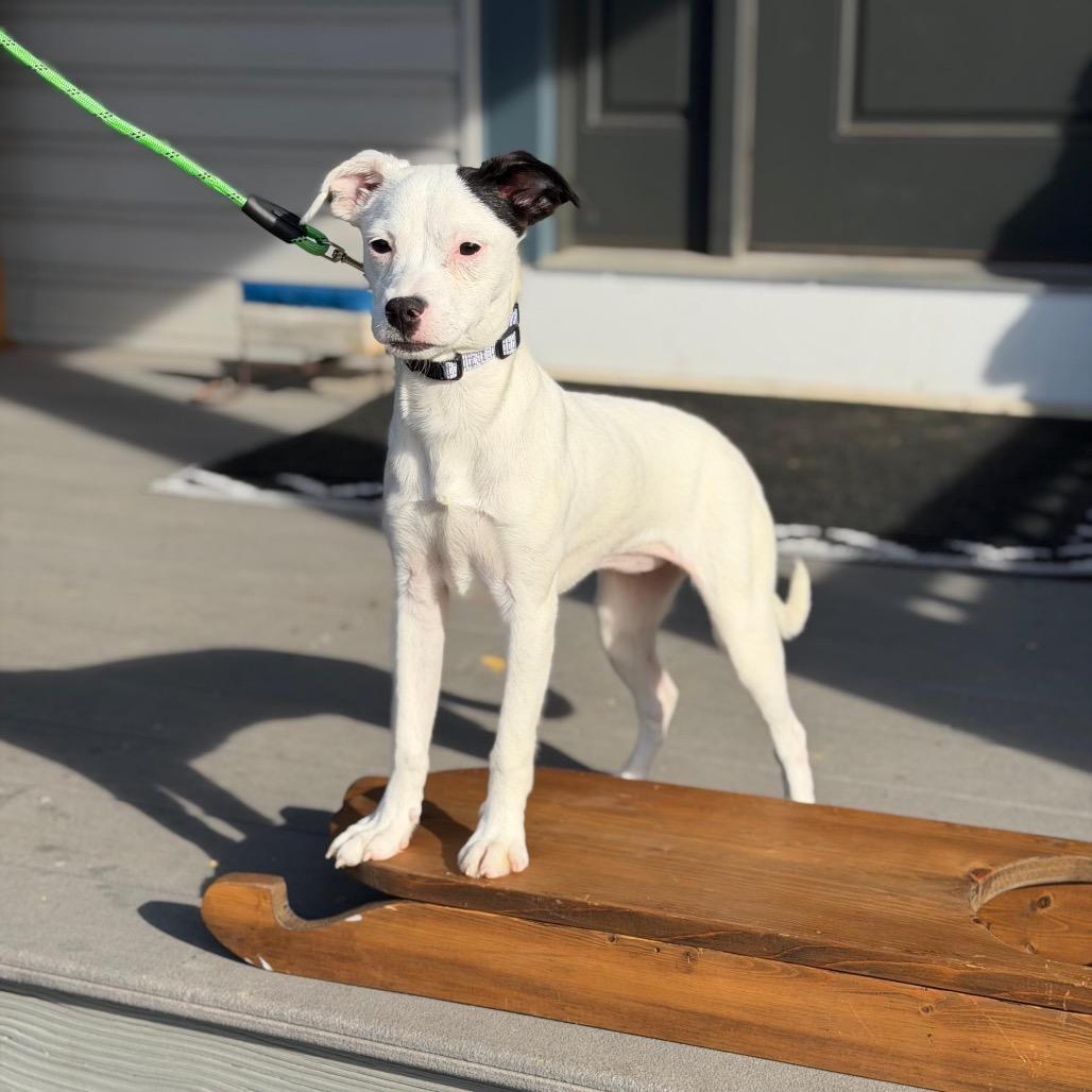 Enlarge TIA, a Adoptable Terrier in Atco, NJ image 6/6
