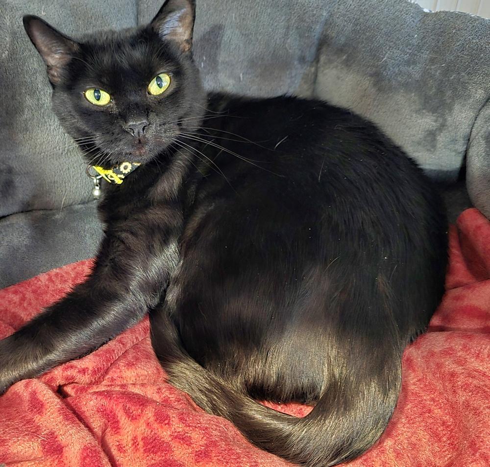 Vee, Adoptable, Adult Female Domestic Short Hair.