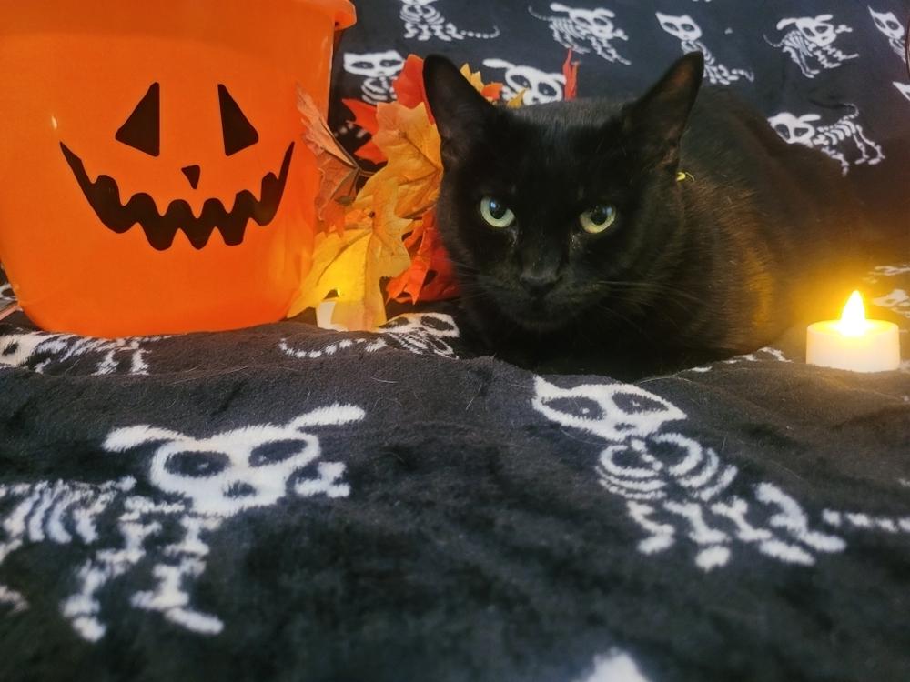 Enlarge Vee, a Adoptable Domestic Short Hair in Vancouver, WA image 2/3