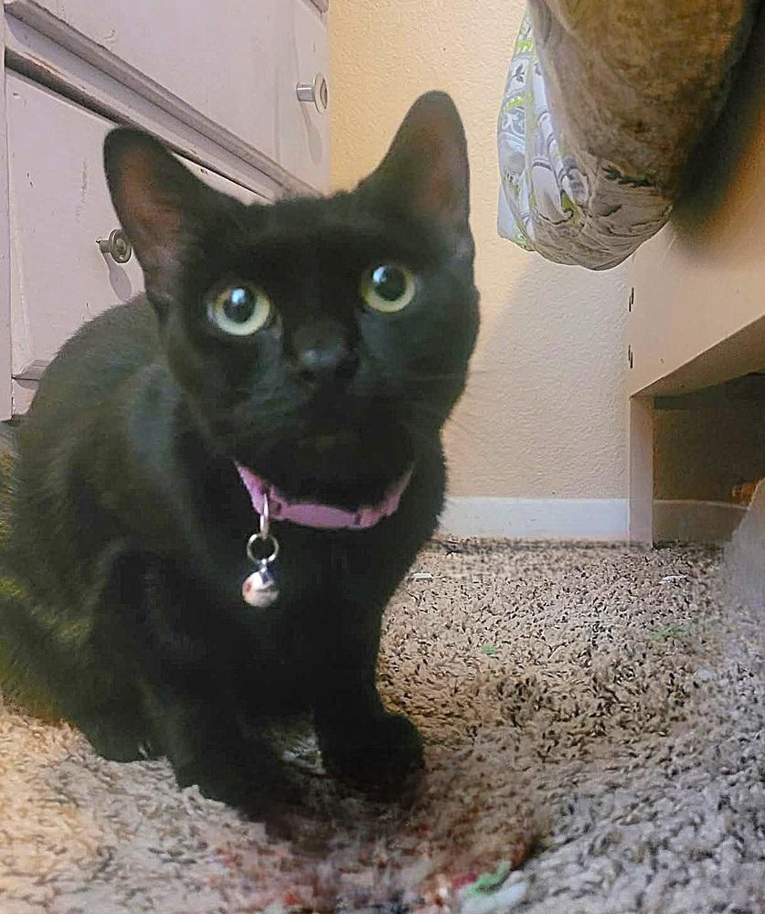 Enlarge Vee, a Adoptable Domestic Short Hair in Vancouver, WA image 3/3