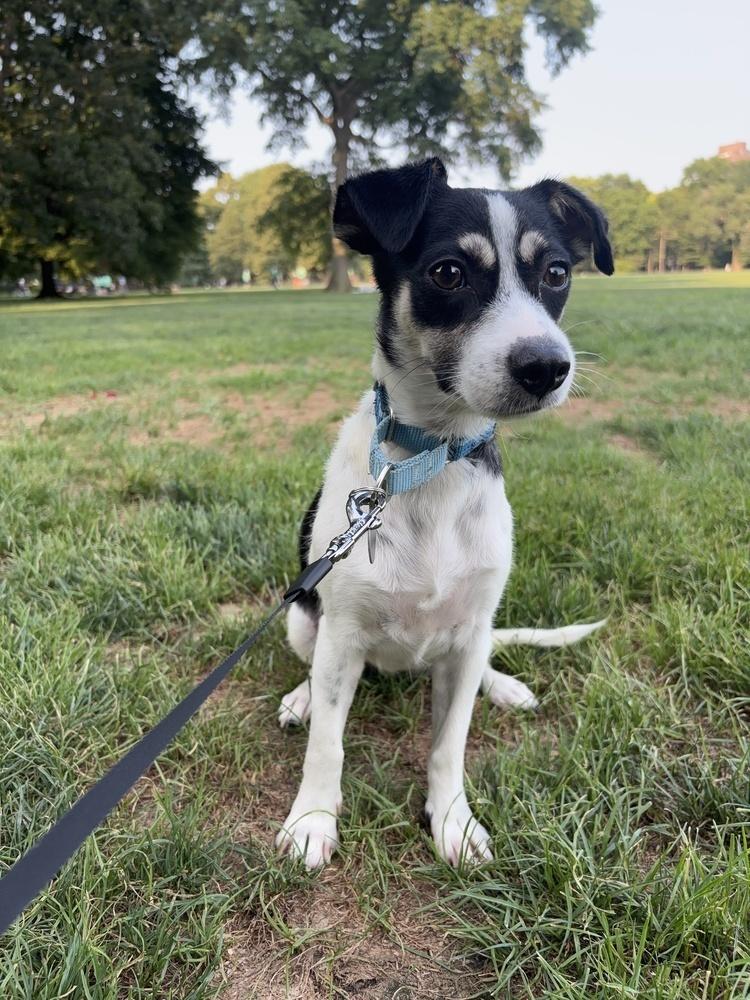 Wendy, Adoptable, Puppy Female Terrier & Rat Terrier.