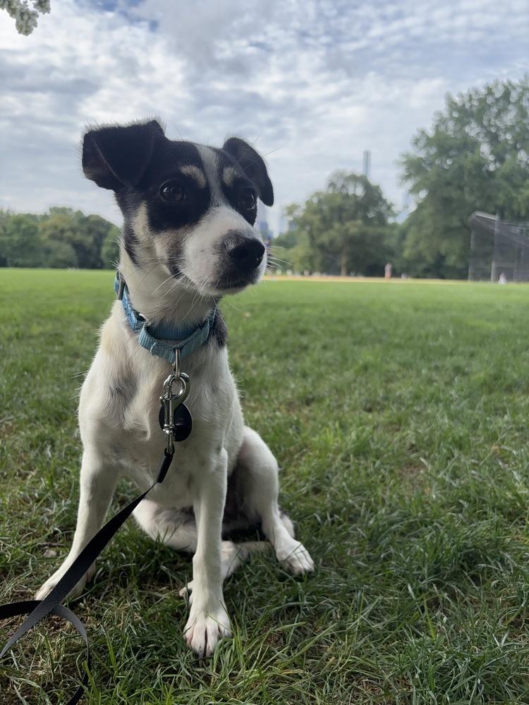 Wendy, a Adoptable mixed breed in Manhattan, NY image 2/3