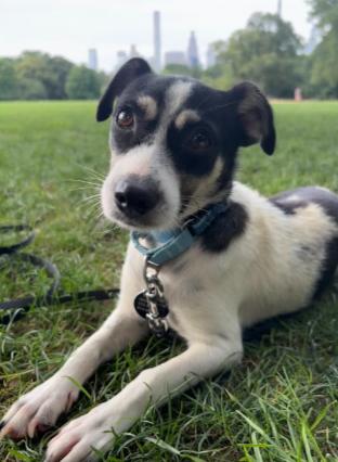 Wendy, a Adoptable mixed breed in Manhattan, NY image 3/3