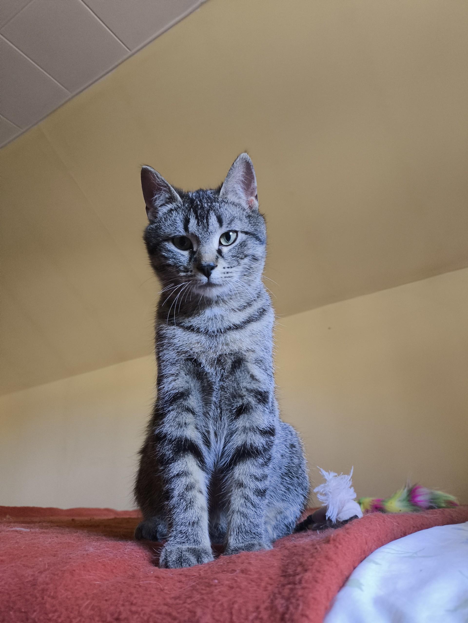 Waylen, Adoptable, Young Male Domestic Short Hair.