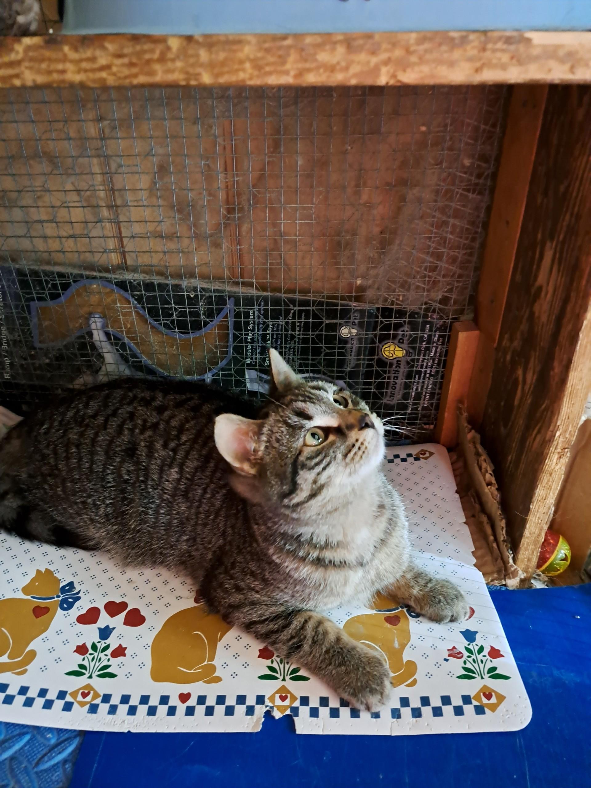 Waylen, a Adoptable mixed breed in Niagara on the Lake, ON image 5/5