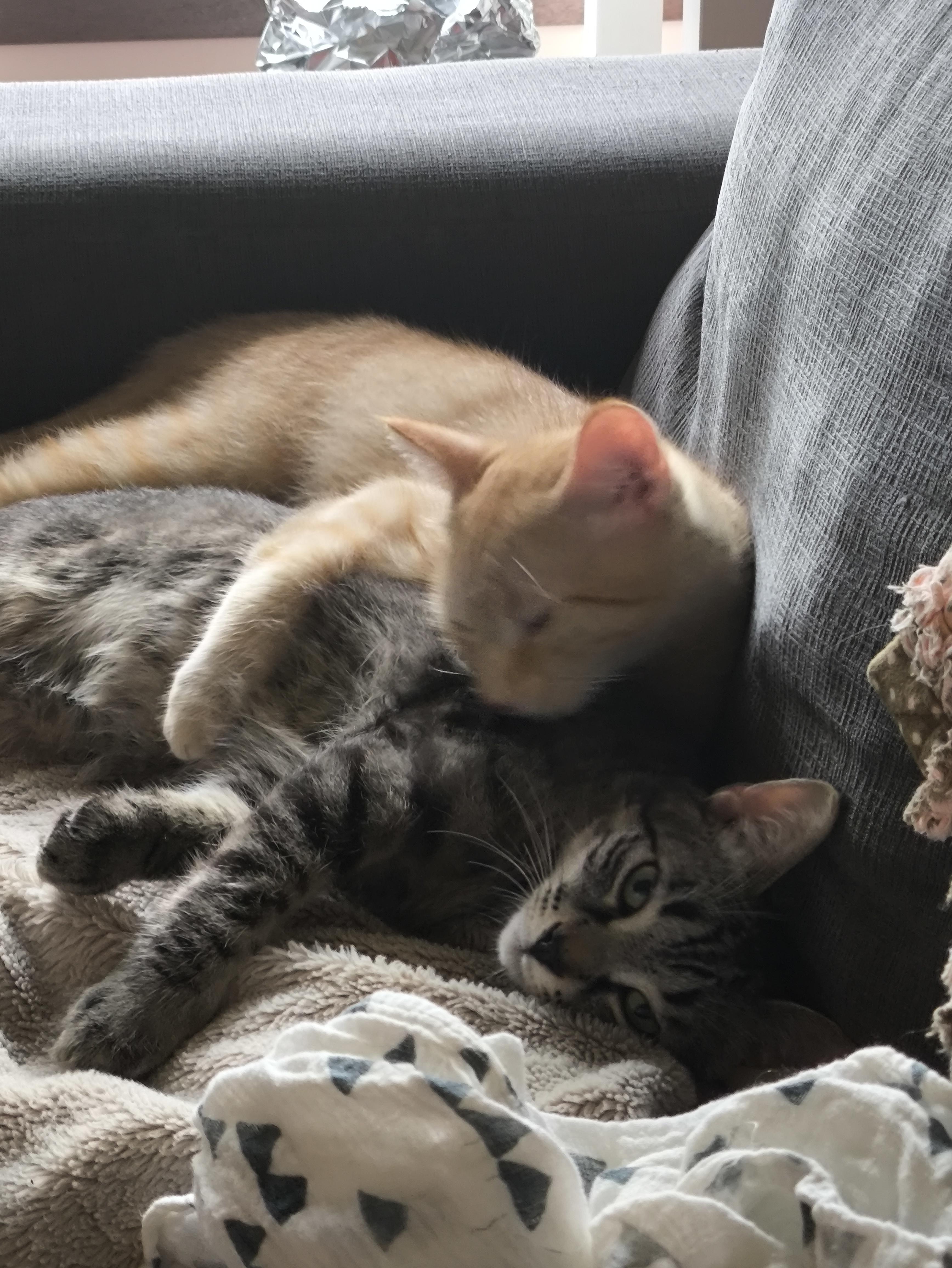 Waylen, a Adoptable mixed breed in Niagara on the Lake, ON image 3/5