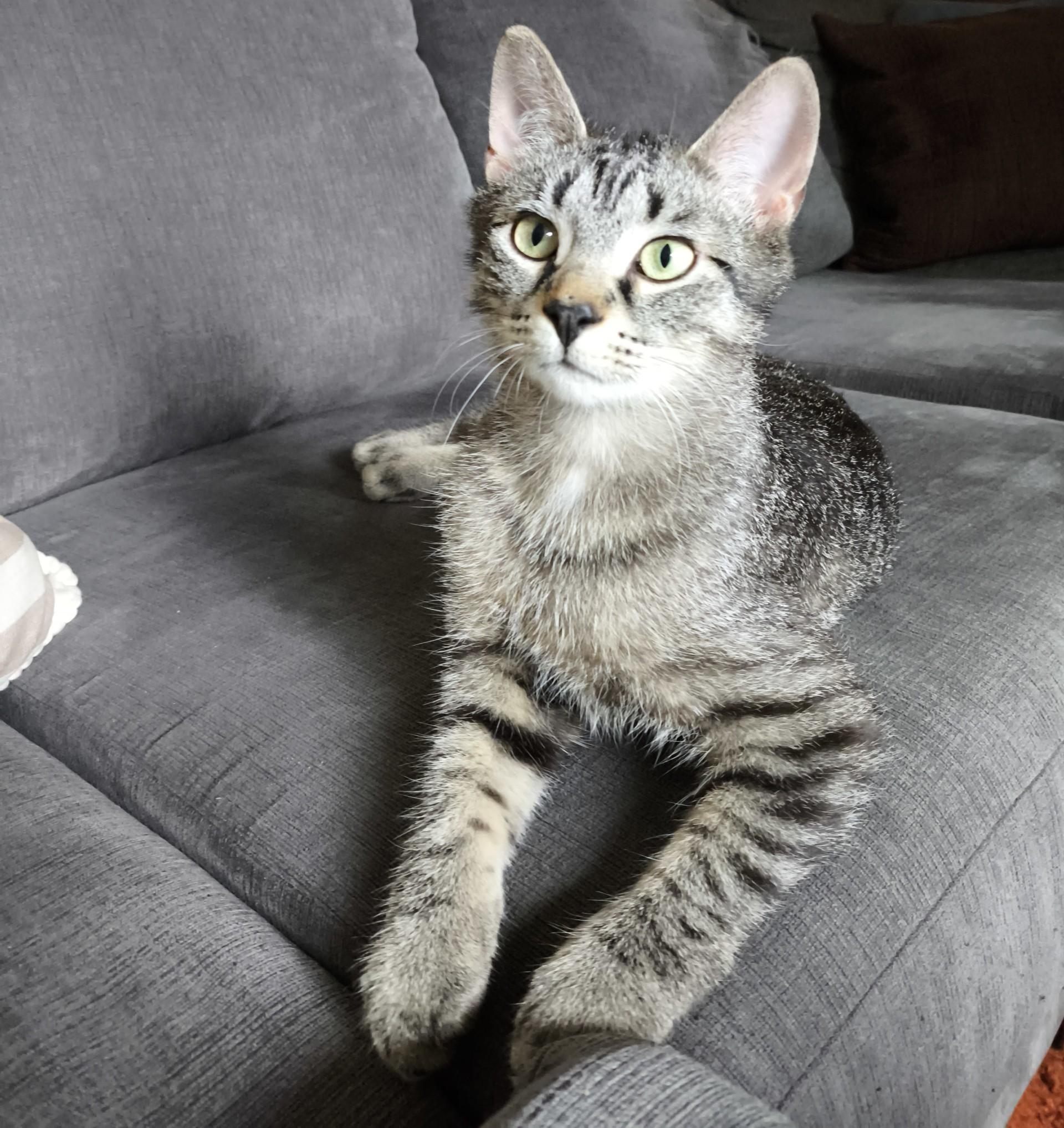 Waylen, a Adoptable mixed breed in Niagara on the Lake, ON image 4/5