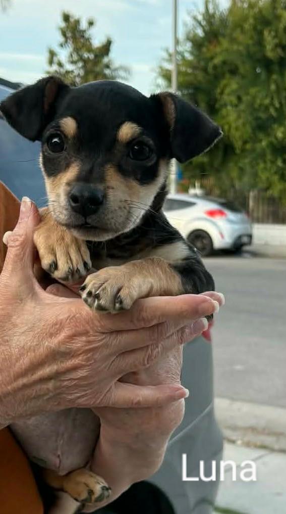 Lulu, adopted, Puppy Female Chihuahua.