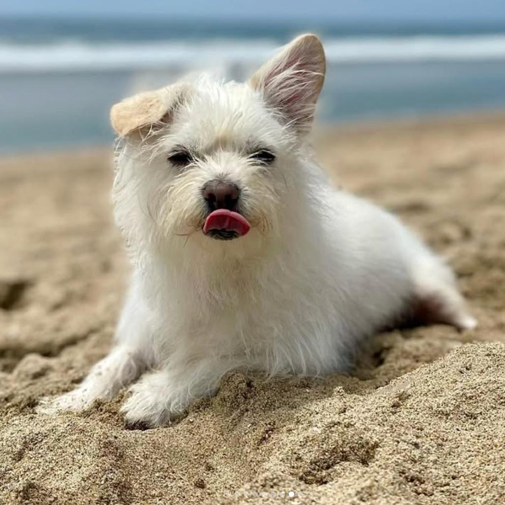Enlarge Drake, a Adoptable mixed breed in Apple Valley, CA image 5/5