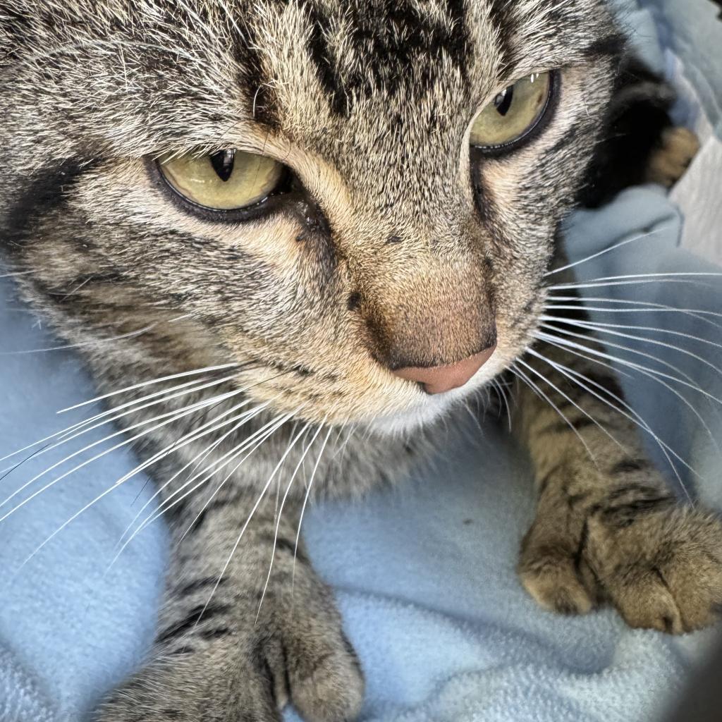Cane, Adoptable, Adult Male Extra-Toes Cat / Hemingway Polydactyl.