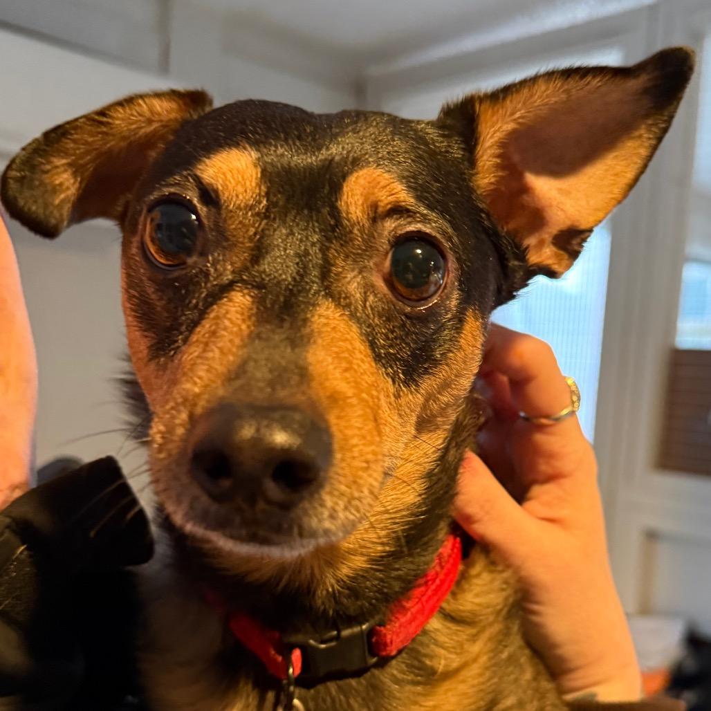 Enlarge Stevie, a Adoptable Terrier in Port Angeles, WA image 1/1