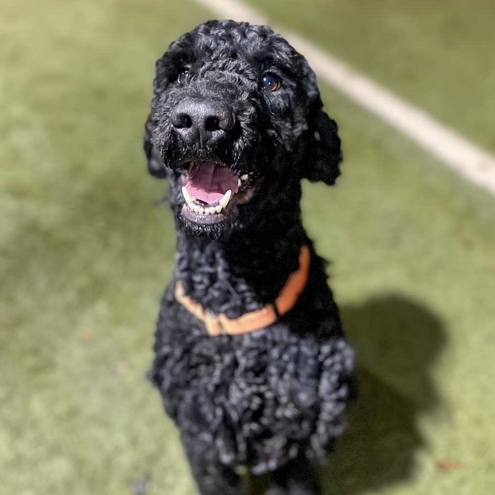 Maverick, Adopted, Adult Male Goldendoodle.