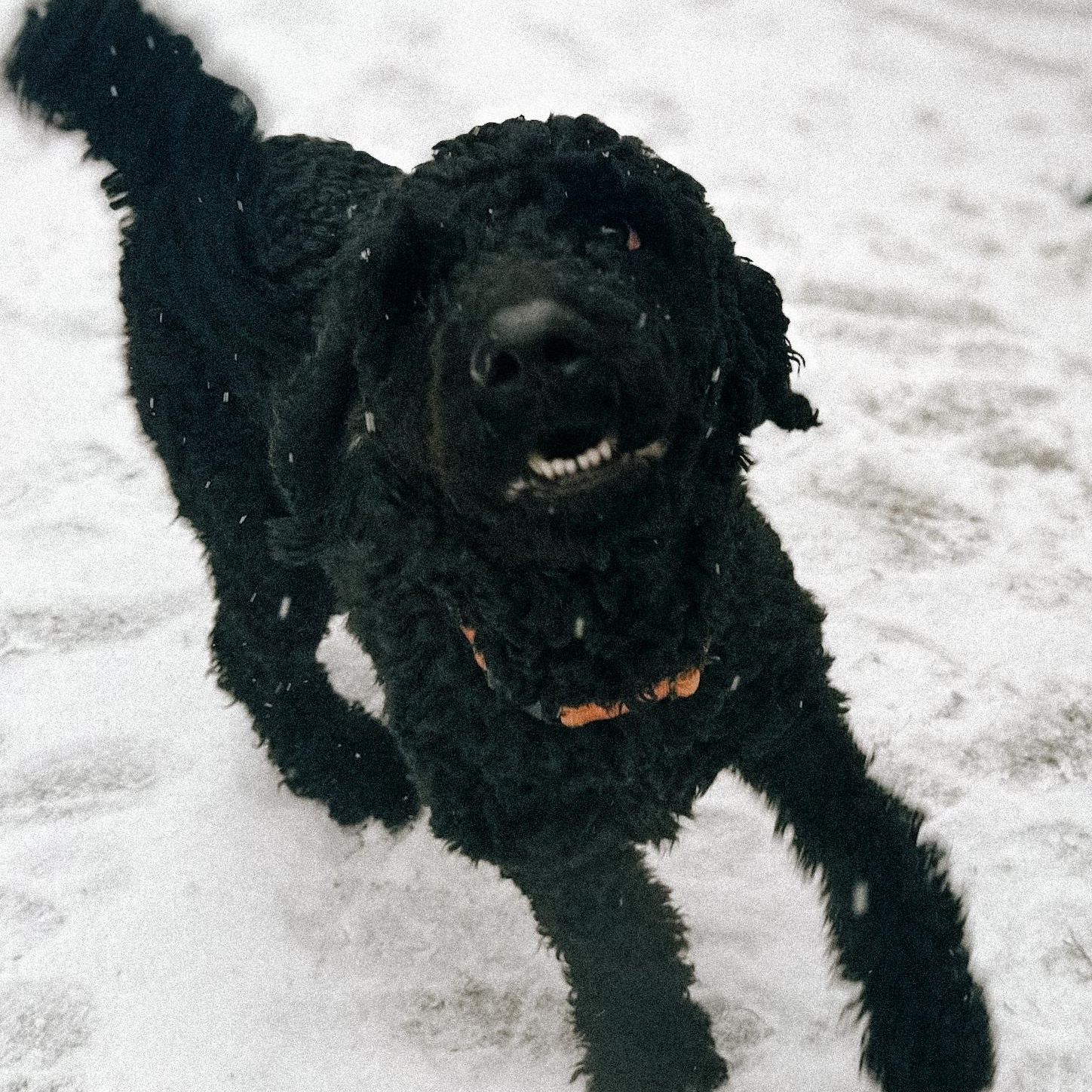 Maverick, Adopted, Adult Male Goldendoodle.