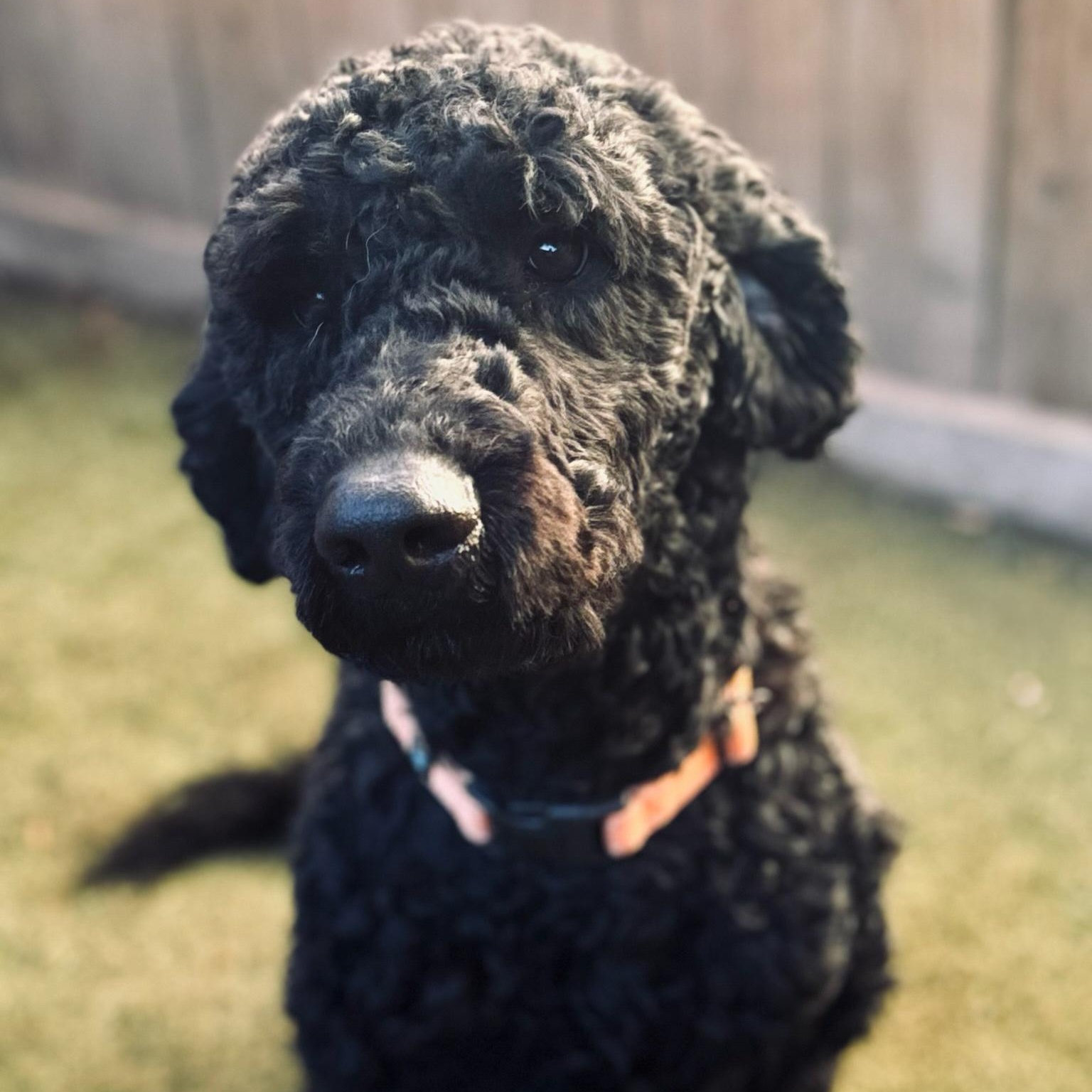 Enlarge Maverick, a Adopted Goldendoodle in Hamilton, GA image 3/6