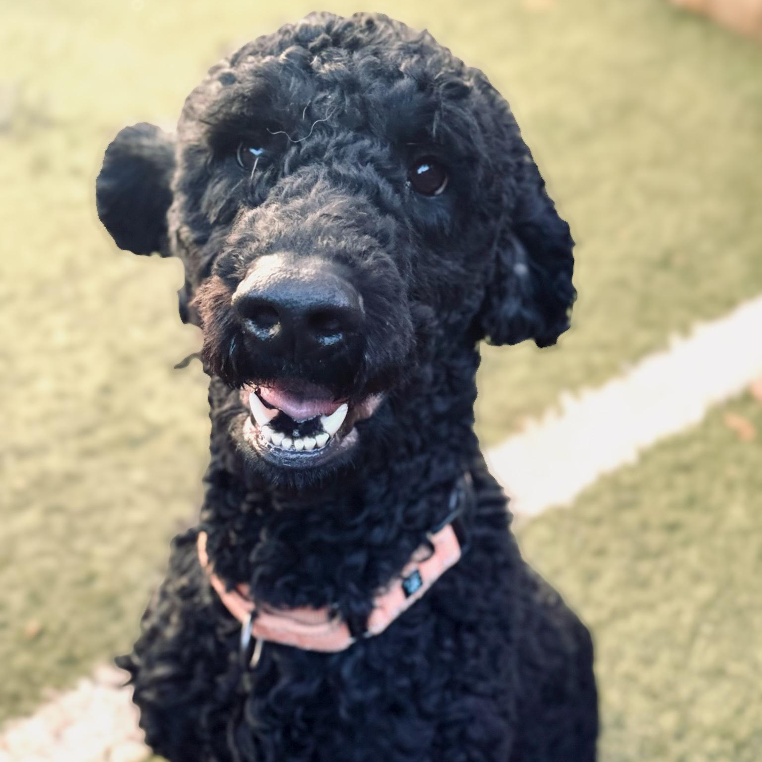 Enlarge Maverick, a Adopted Goldendoodle in Hamilton, GA image 4/6