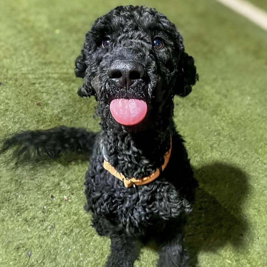 Enlarge Maverick, a Adopted Goldendoodle in Hamilton, GA image 5/6