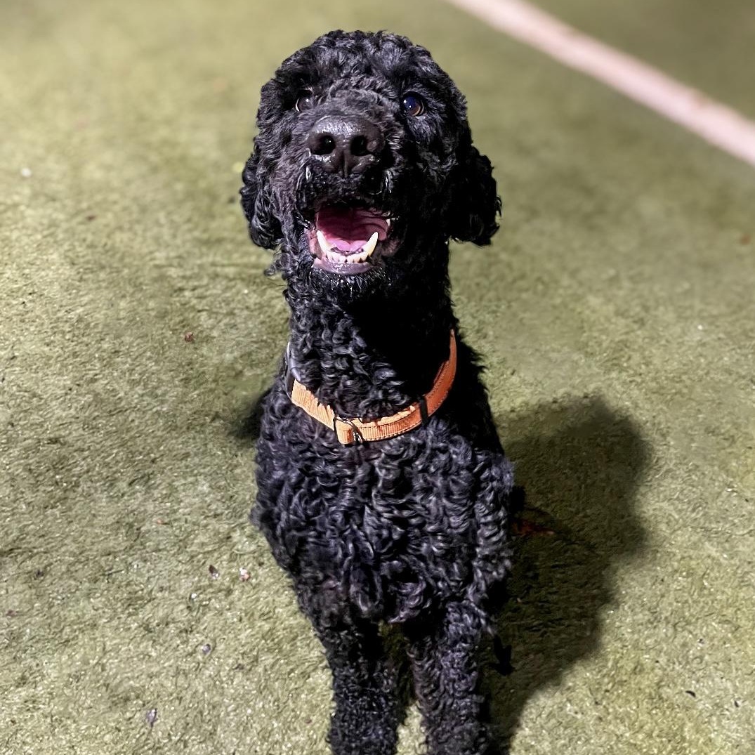 Enlarge Maverick, a Adopted Goldendoodle in Hamilton, GA image 6/6