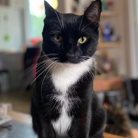 Simon, Adoptable, Senior Male American Shorthair.
