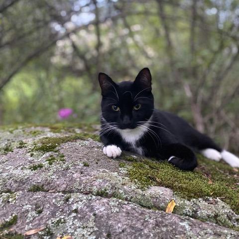 Enlarge Simon, a Adoptable American Shorthair in Saratoga Springs, NY image 2/2