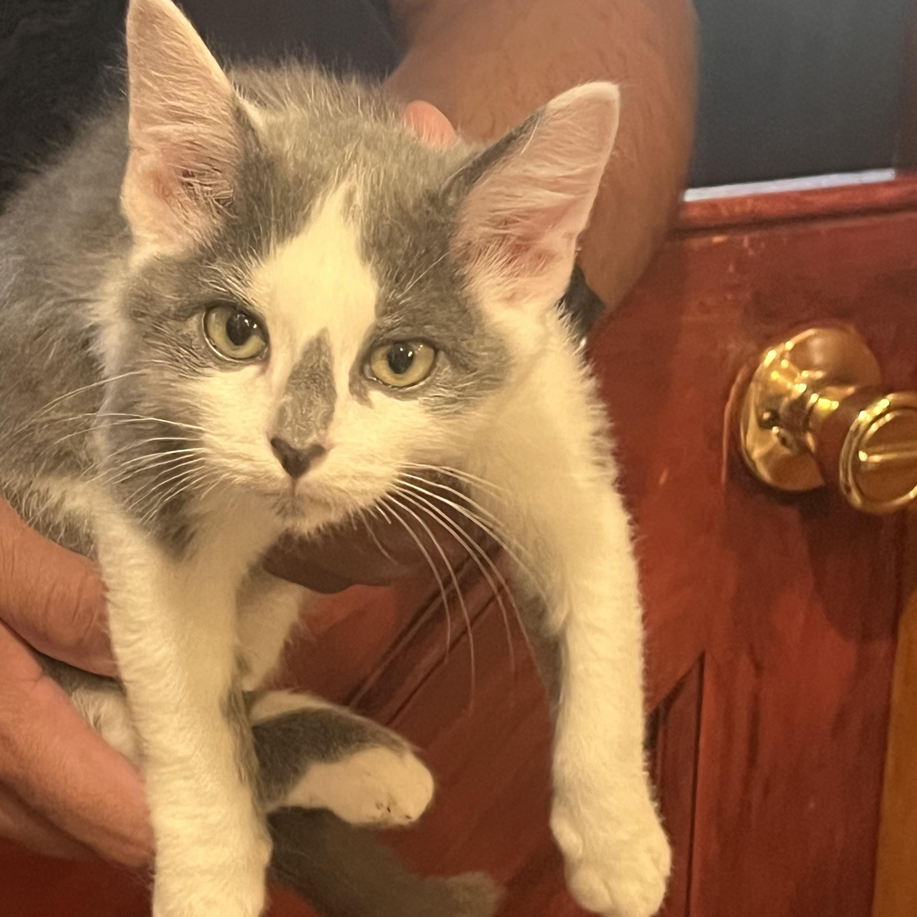 Enlarge Mini Wheat, a Adoptable mixed breed in South Park, PA image 1/2