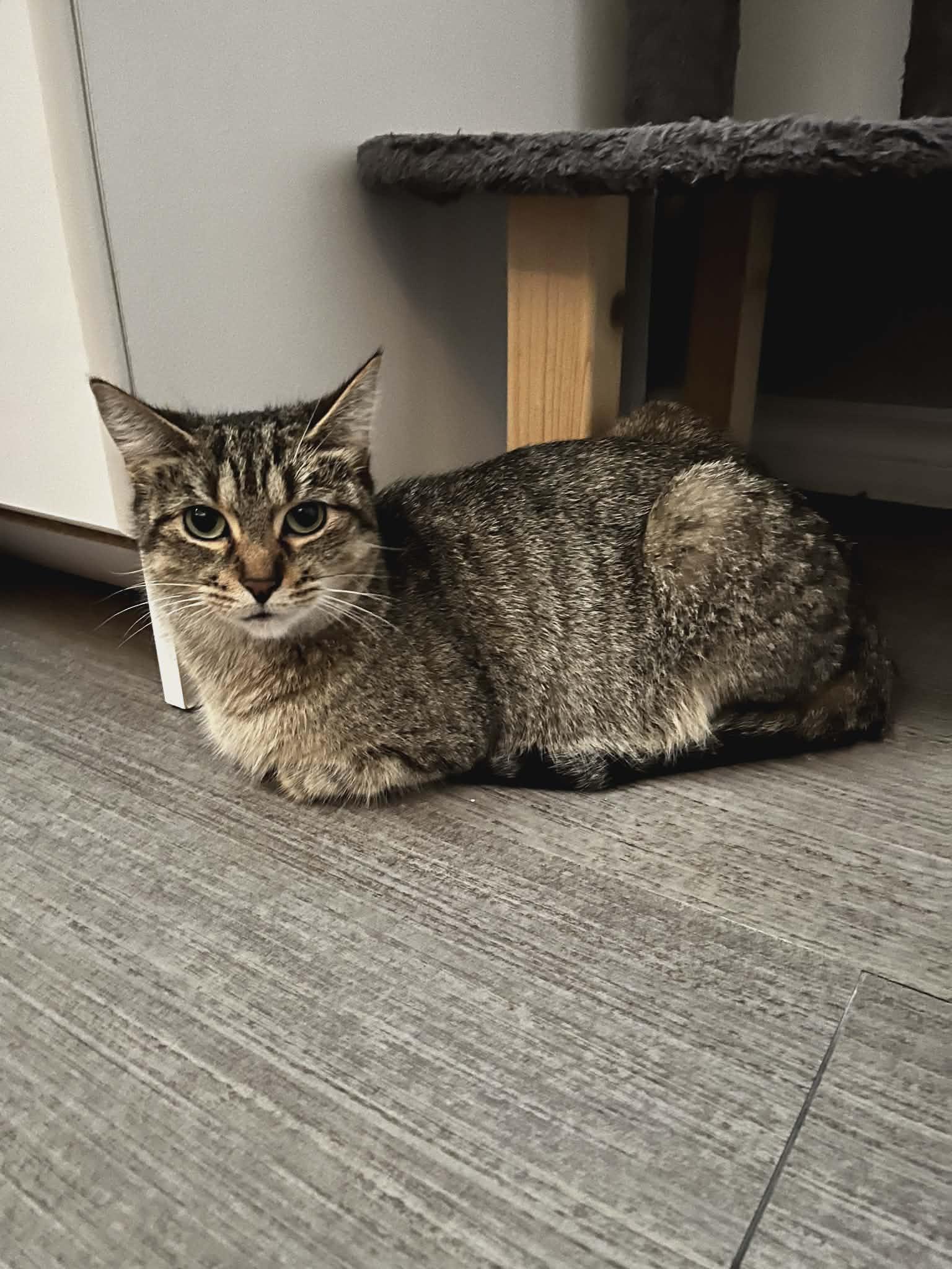 Enlarge Autumn, a ADOPTABLE Domestic Short Hair in Brantford, ON image 3/3