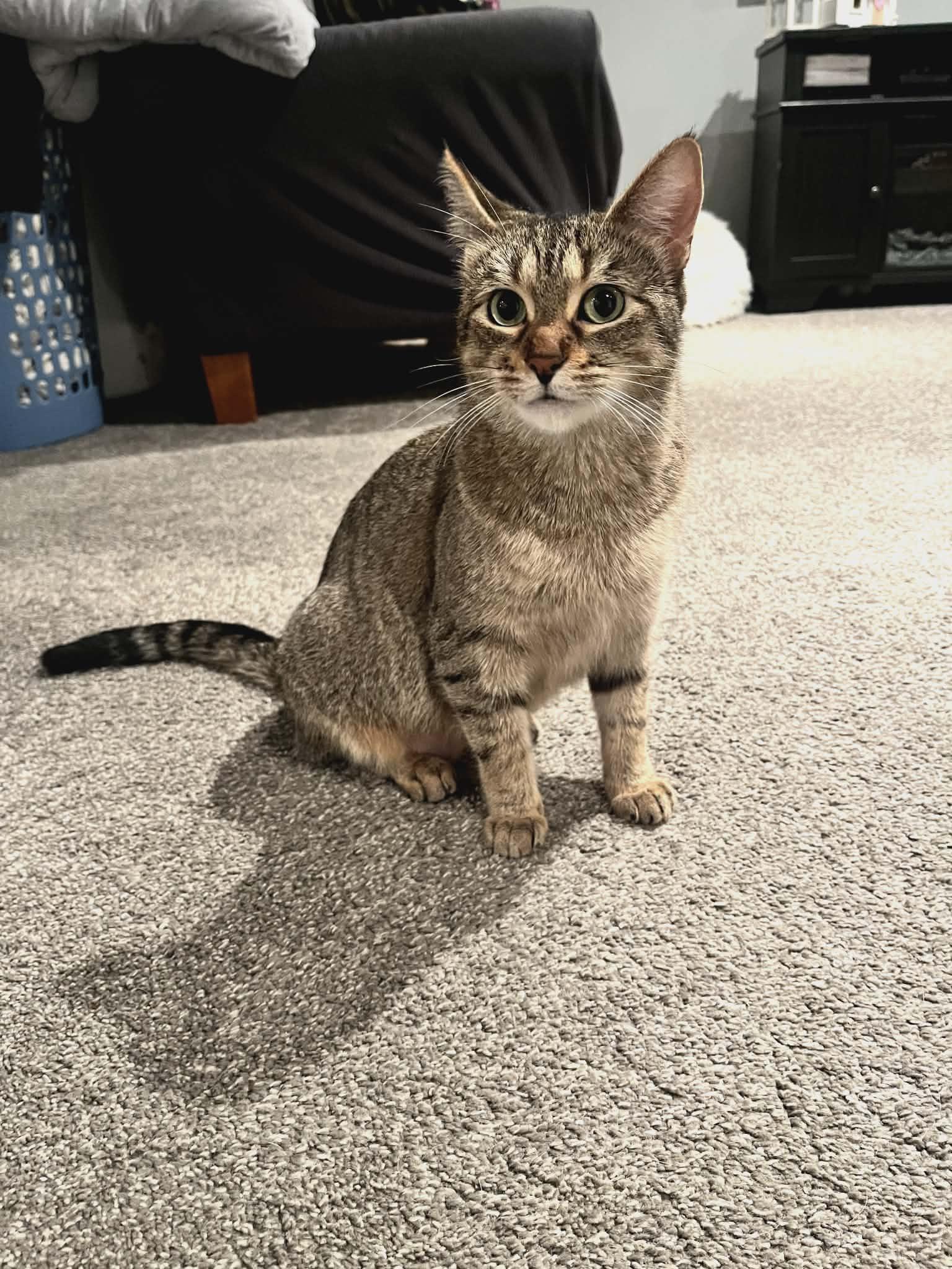 Enlarge Autumn, a ADOPTABLE Domestic Short Hair in Brantford, ON image 1/3