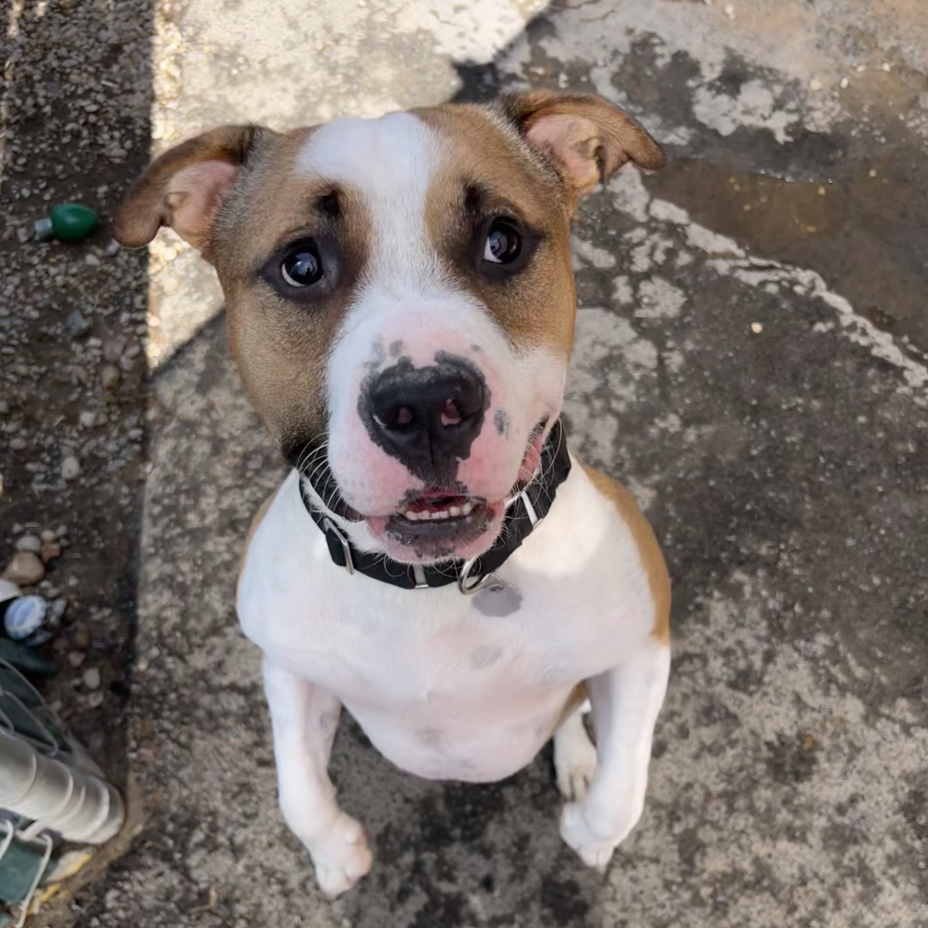 Enlarge Cash, an adoptable Pit Bull Terrier in Sonora, CA image 1/5